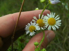 Erigeron annuus