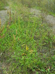 Ambrosia artemisiifolia