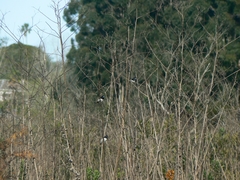 Spermestes bicolor nigriceps