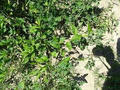 Persicaria lapathifolia