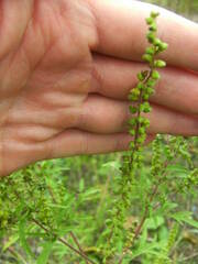 Ambrosia artemisiifolia