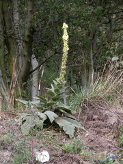 Verbascum phlomoides