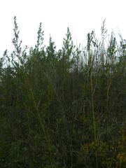 Cannabis sativa spontanea