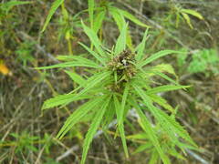 Cannabis sativa spontanea
