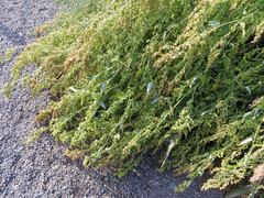 Atriplex sagittata