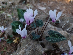 Cyclamen graecum graecum