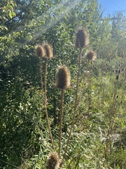 Dipsacus