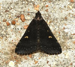 Tetanolita mynesalis