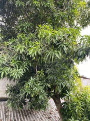 Mangifera