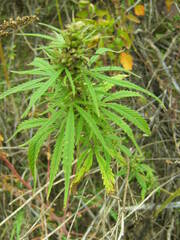 Cannabis sativa spontanea