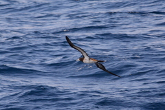 Sula leucogaster plotus