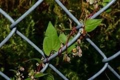 Fallopia dumetorum