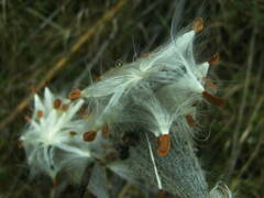 Asclepias syriaca