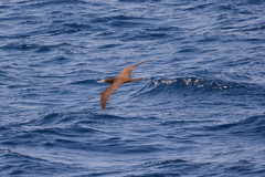 Sula leucogaster plotus