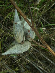 Asclepias syriaca