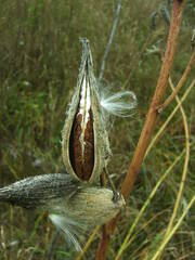Asclepias syriaca
