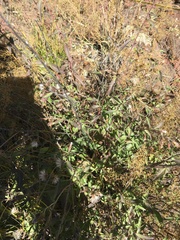 Brickellia brachyphylla