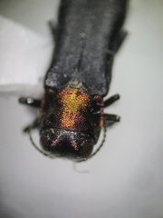 Agrilus ruficollis