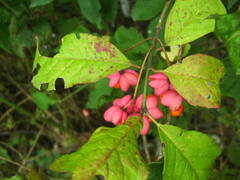 Euonymus europaeus