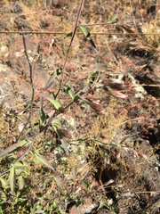 Brickellia brachyphylla