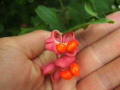 Euonymus europaeus
