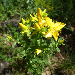 Hypericum perforatum