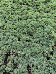 Pilea microphylla