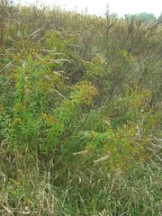Solidago canadensis