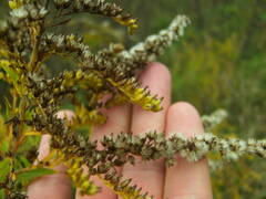 Solidago canadensis