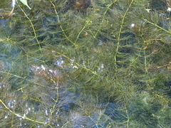Ceratophyllum submersum
