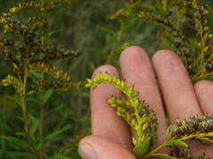 Solidago canadensis