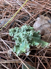 Parmelioideae