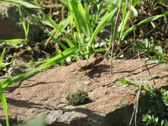 Chorthippus biguttulus