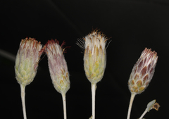 Brickellia incana