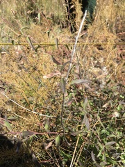 Brickellia brachyphylla