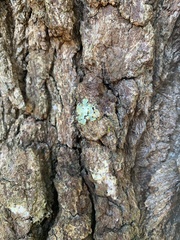 Myelochroa aurulenta