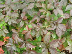 Parthenocissus inserta