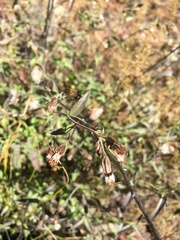 Brickellia brachyphylla