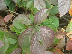 Parthenocissus inserta