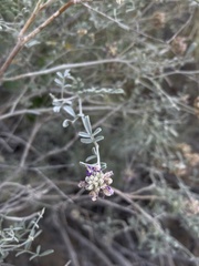 Dalea mollis