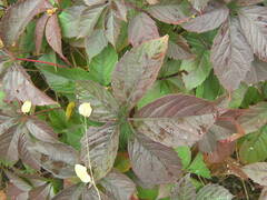 Parthenocissus inserta