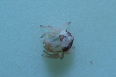 Thomisops pupa