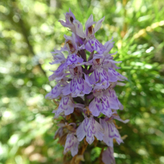 Dactylorhiza fuchsii