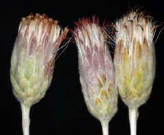 Brickellia incana