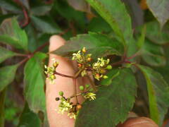 Parthenocissus inserta