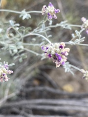 Dalea mollis