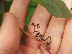 Parthenocissus inserta