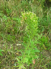 Erigeron canadensis