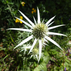 Eryngium bourgatii