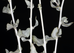 Brickellia incana